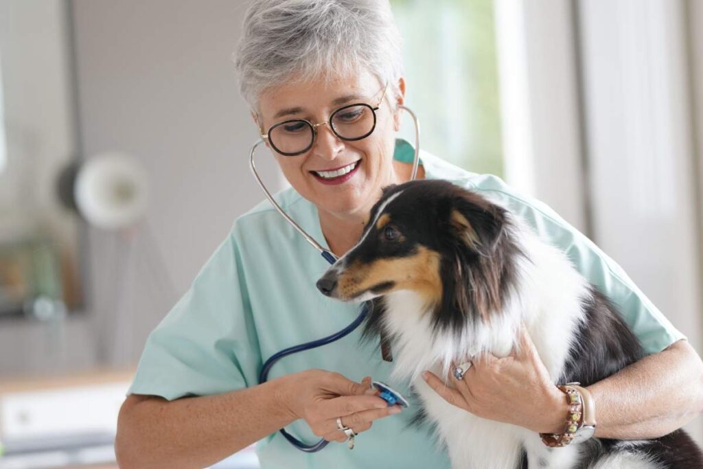 A veterinarian examining a golden retriever on a table while the owner watches nearby.