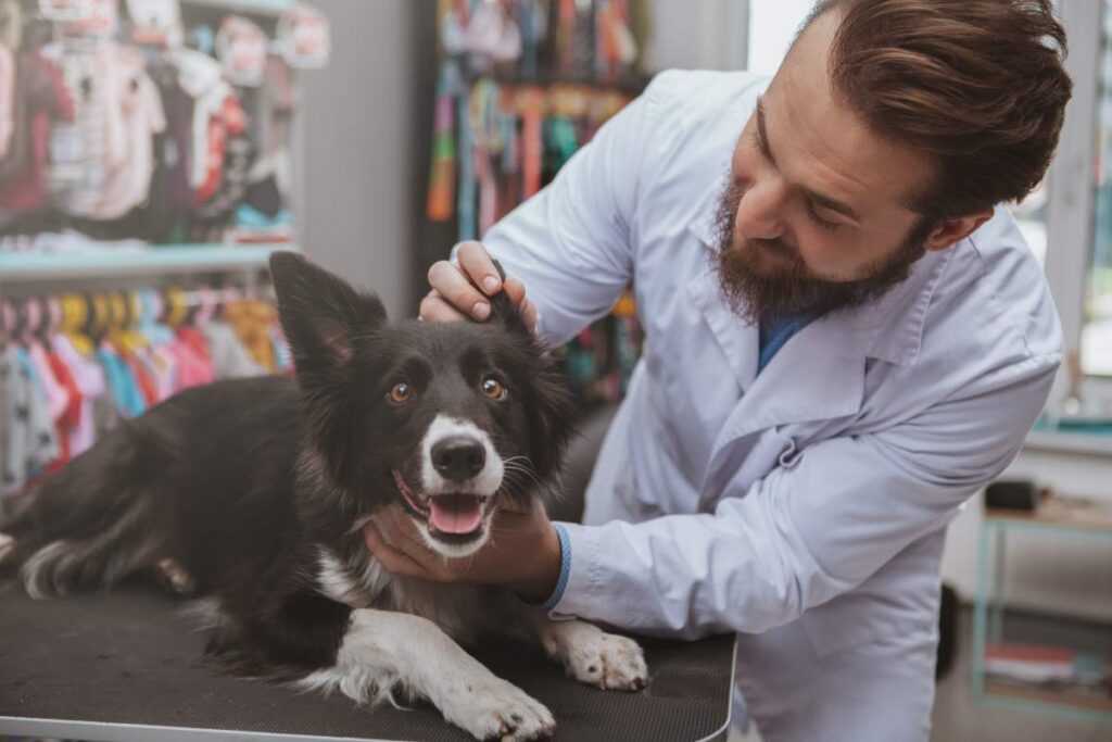 A veterinarian gently examining a dog's ears while the pet stands calmly on an exam table.