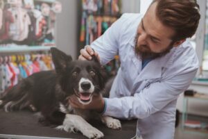 A veterinarian gently examining a dog's ears while the pet stands calmly on an exam table.