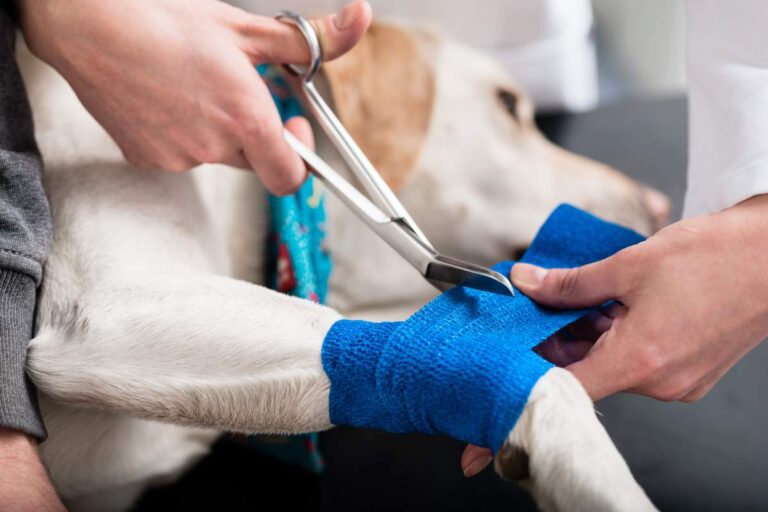 A person gently brushing a medium-sized dog’s teeth with a pet toothbrush in a living room setting.