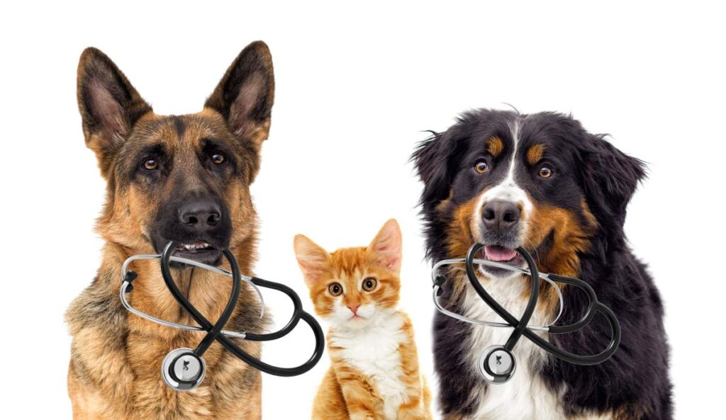 A veterinarian administering a vaccine to a calm dog held by its owner in a bright, clean clinic exam room.