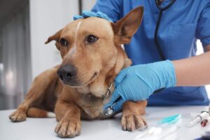 A veterinarian examines a dog beside a cat and a kitchen counter with chocolate, grapes, and onions.