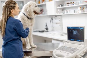 A person gently checks a dog’s ribs beside a kitchen scale and measured bowl of pet food.