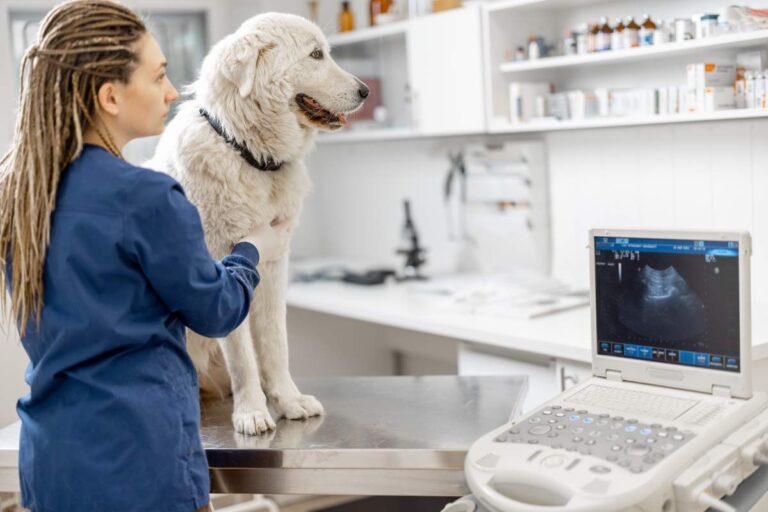 A person gently checks a dog’s ribs beside a kitchen scale and measured bowl of pet food.